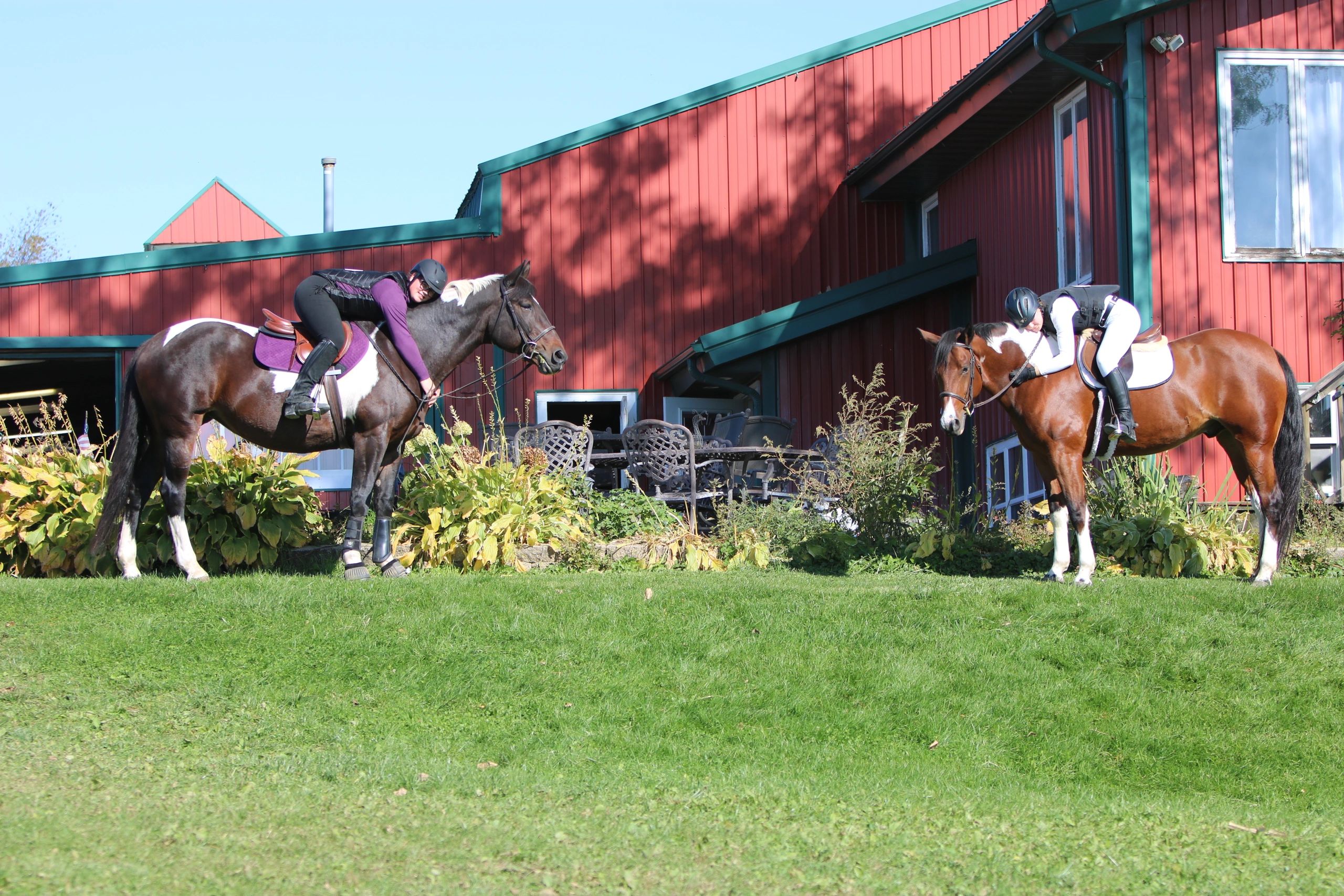 Contact Us Painted Ponies